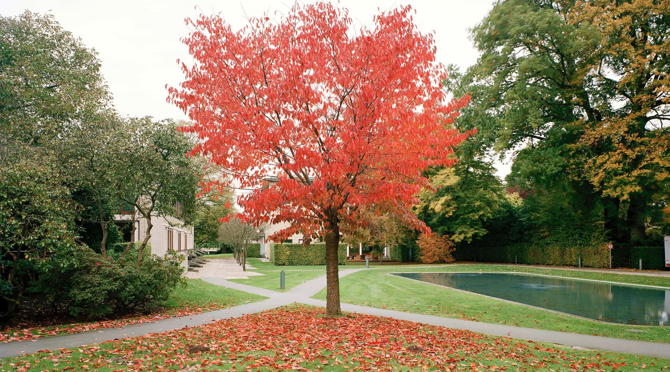 Reemtsma Park Baum